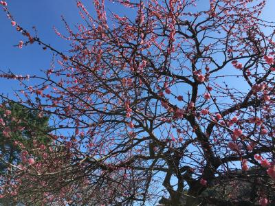 熱海梅園へ梅の花を見に行きました