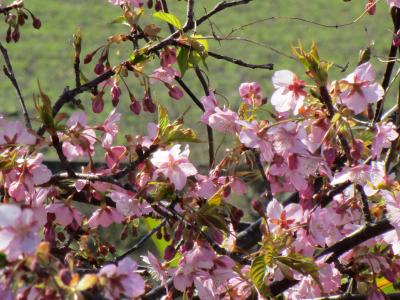 大阪でも河津桜　2020（三分咲き）