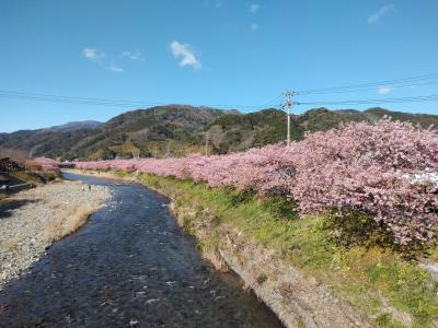 2020 春先取りの河津桜