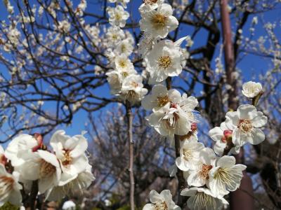 ’２０　東京さんぽ　梅ヶ丘 羽根公園梅まつり＆寿司の美登利