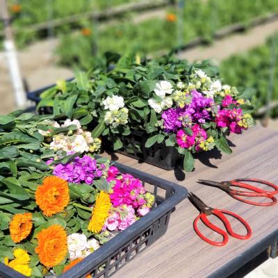 千葉県 お花畑 に関する旅行記 ブログ フォートラベル 千葉県 お花畑 に関する旅行記 ブログ フォートラベル