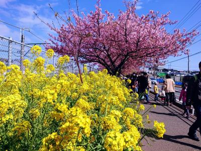 2月24日三浦海岸桜祭り