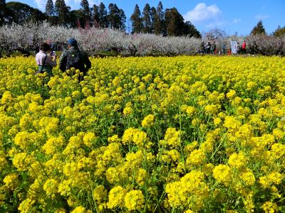 【駅からハイキング】1千本の梅香漂う「坂田城跡天空の梅まつり」