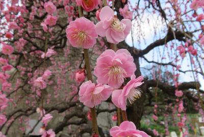 2020新春、蕾から七分咲の枝垂れ梅(4/7)：名古屋市農業センター(4)：枝垂れ梅、寒菖蒲