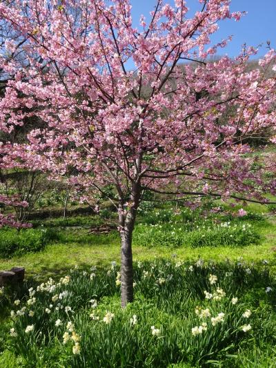 海と水仙と河津桜