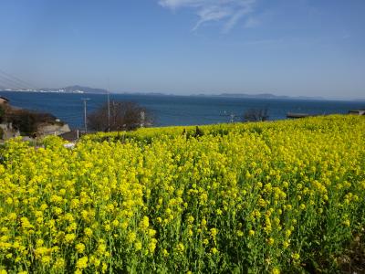 鯛飯で満腹、菜の花で満足