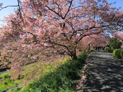 一足先に春気分。河津桜と湯河原梅林のライトアップ