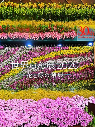 世界らん展-1　2020年：開催30回目　☆オ－キッド ゲート・～桜蘭（おうらん）～展示