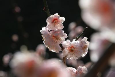 満開の梅、負けじと桜も咲いちゃった？！～春満喫の島根・浜田ドライブ♪～