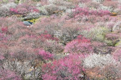 絶景・いなべ梅林下見