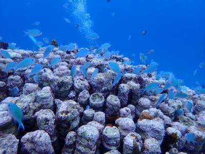 6回目の石垣島ひとり旅(3)