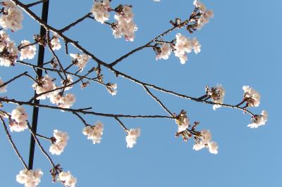 品濃桜が開花しました－2009年～2020年
