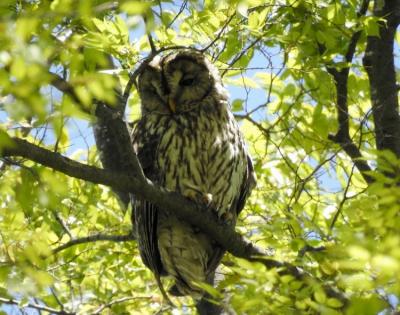 芽吹きの渡良瀬遊水地 珍しい野鳥にも出会えた楽しい一日