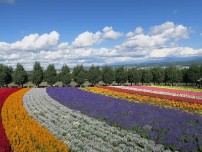 初めて北海道は小樽・札幌・富良野・美瑛・旭川の王道コースで