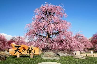 ■ 満開のしだれ梅を愛でる旅　＜鈴鹿の森庭園＞