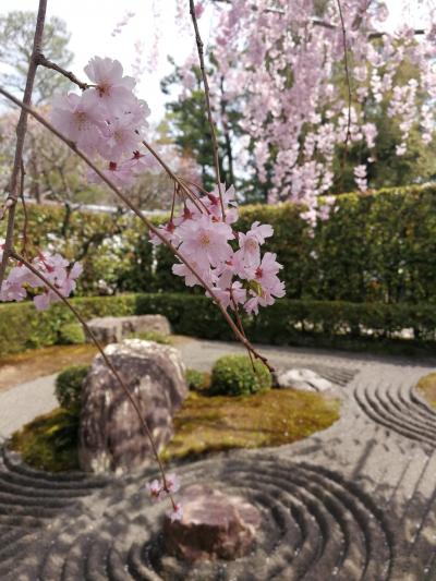 【回顧録】レンタサイクルで京都桜めぐりの旅（一日目）