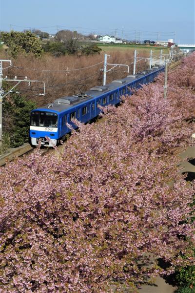 南アフリカへ行かれない !! そんじゃ食べ歩き？ みさきまぐろきっぷ at 三浦海岸桜まつり