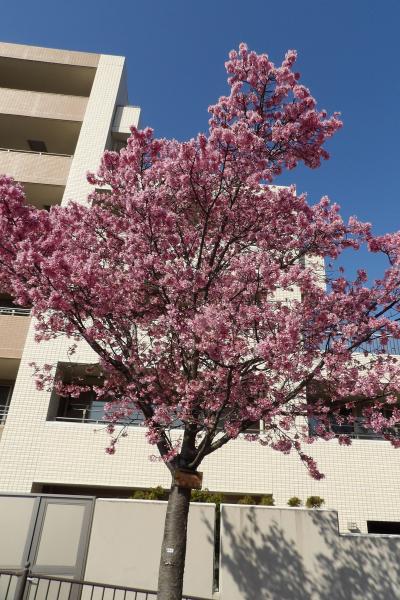 柏尾川のおかめ桜－2020年