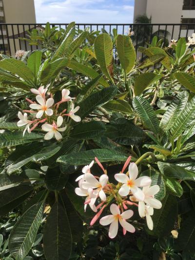 久々のハワイ②