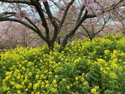 第22回　まつだ桜まつりを訪ねて