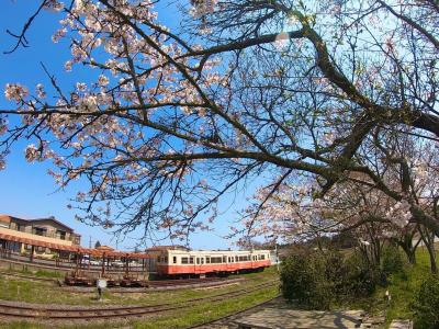 菜の花と桜のコラボが見たい！いすみ鉄道ひとり旅