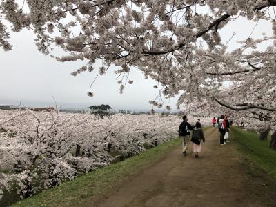 桜を見に函館へ