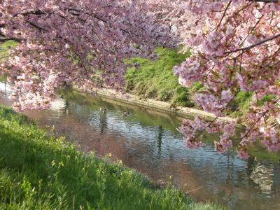 早朝ウォーキングで花紀行・・・1、久喜市鷲宮の河津桜