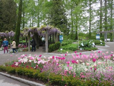 花のマイナウ島とアルザス地方・黒い森・スイスを巡る８日間＋１日☆その２☆マイナウ島～ボーデン湖に浮かぶ花の楽園(^^)/