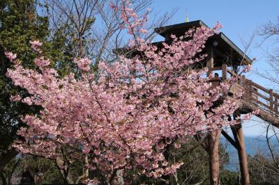 可愛いピンクの河津桜と紺碧の海♪　南知多大井の聖崎公園♪＆再び平芝梅林公園♪