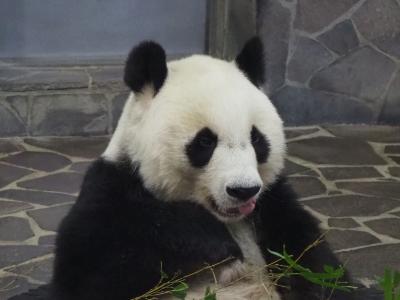 王子動物園のタンタンとズゼ