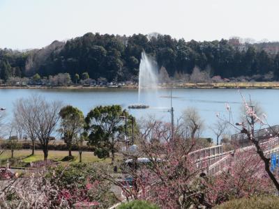 初春の水戸偕楽園と大洗水族館への日帰りドライブ