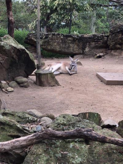 私のアナザースカイ　シドニー　～シーライフシドニー&amp;タロンガ動物園～