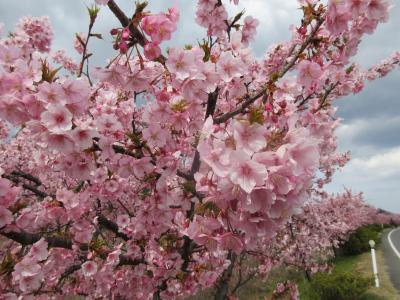 白鳥へ桜を見に