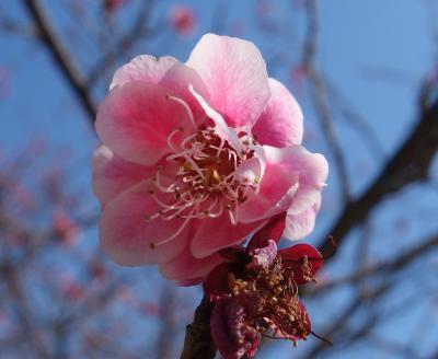 大高緑地で梅の花を愛でる。早咲きは終わっていたが，まだまだたくさん咲いていました。