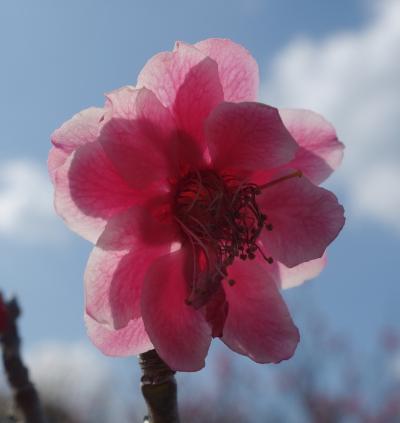 大高緑地で梅の花を愛でる。（その２）