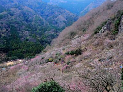 湯河原梅林と幕山・南郷山ハイキング♪