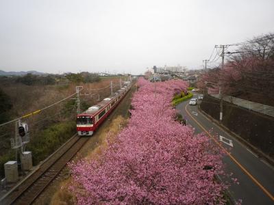 2020三浦海岸桜まつり　１