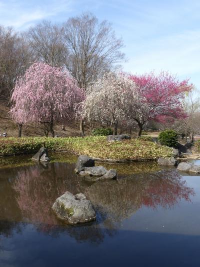 「みかも山・万葉庭園」の梅_2020_咲き残っていますが、見頃は過ぎていました。（栃木県・佐野市）