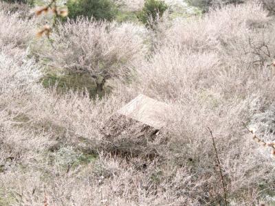吉野の山は桜が有名だけど梅もすごいんです「賀名生梅林」