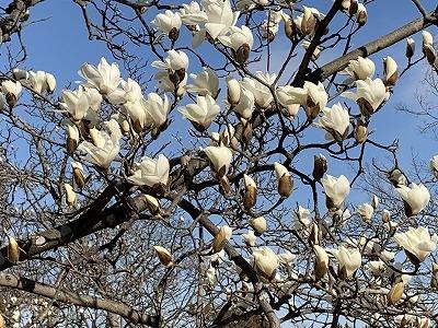 春うらら　近場で散策　春見つけ