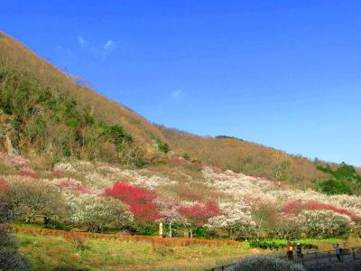 湯河原で梅を愛でる