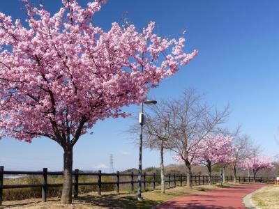 「八王子山公園」の河津桜_2020_満開です。１０本くらいしかありませんが綺麗です。（群馬県・太田市）