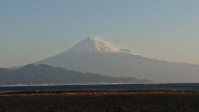 河津桜・みなみの桜・修善寺梅林　早春の伊豆半島ぐるっと満喫決定版・2