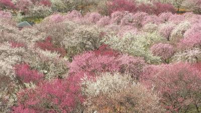 梅をもとめて三重　日帰りの旅(いなべと鈴鹿の森庭園)