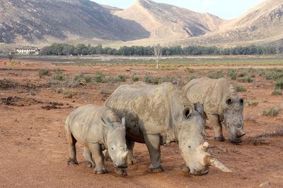 南アフリカ 「アキラ(AQUILA)市営保護区ロッジ」