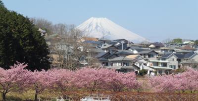 河津桜・みなみの桜・修善寺梅林　早春の伊豆半島ぐるっと満喫決定版・３