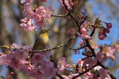 例年より半月ほど早く満開となった河津桜を見に林試の森公園に行って来ました。2020年2月