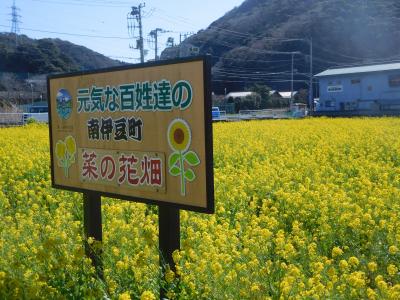 蒼海と菜の花とジオサイト、ハプニングだらけ！の2日目(2020早春・南伊豆の旅③）