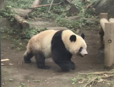 シャンシャン と プルート に逢いたくて