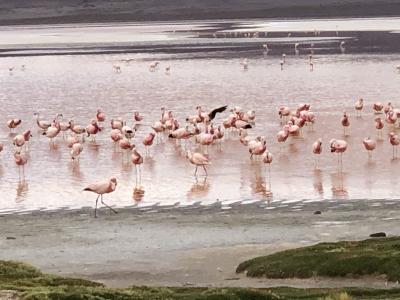 サンペドロデアタカマ からウユニへ④　ウユニへのツアー第１日